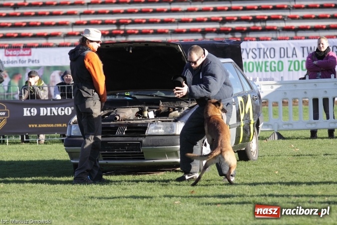 Zdjęcie w galerii na portalu naszraciborz.pl: Międzynarodowe Zawody Mondioringu dziś i jutro w Raciborzu  wiadomości z regionu