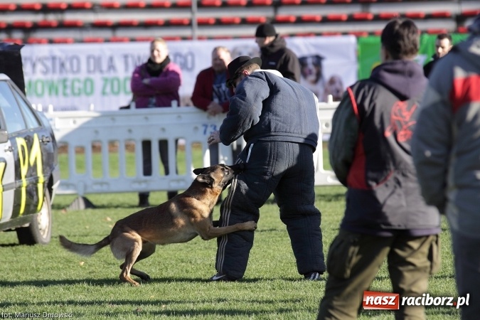 Zdjęcie w galerii na portalu naszraciborz.pl: Międzynarodowe Zawody Mondioringu dziś i jutro w Raciborzu  wiadomości z regionu