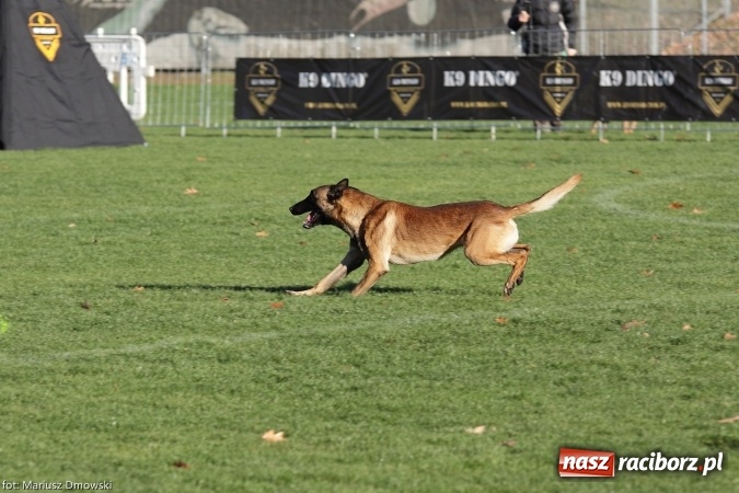 Zdjęcie w galerii na portalu naszraciborz.pl: Międzynarodowe Zawody Mondioringu dziś i jutro w Raciborzu  wiadomości z regionu