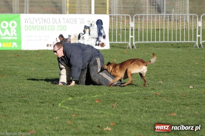 Zdjęcie w galerii na portalu naszraciborz.pl: Międzynarodowe Zawody Mondioringu dziś i jutro w Raciborzu  wiadomości z regionu