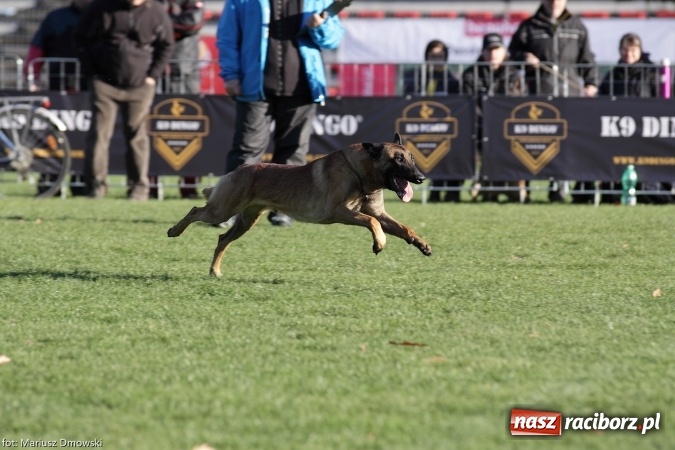 Zdjęcie w galerii na portalu naszraciborz.pl: Międzynarodowe Zawody Mondioringu dziś i jutro w Raciborzu  wiadomości z regionu