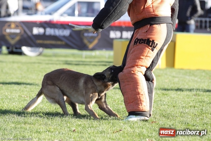 Zdjęcie w galerii na portalu naszraciborz.pl: Międzynarodowe Zawody Mondioringu dziś i jutro w Raciborzu  wiadomości z regionu