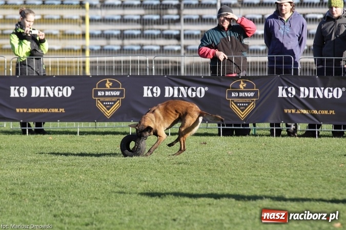 Zdjęcie w galerii na portalu naszraciborz.pl: Międzynarodowe Zawody Mondioringu dziś i jutro w Raciborzu  wiadomości z regionu