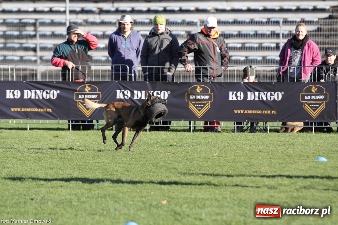 Zdjęcie w galerii na portalu naszraciborz.pl: Międzynarodowe Zawody Mondioringu dziś i jutro w Raciborzu  wiadomości z regionu