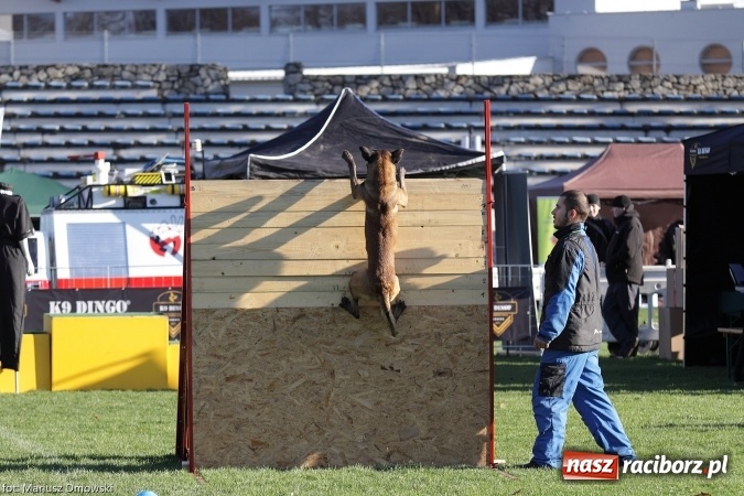 Zdjęcie w galerii na portalu naszraciborz.pl: Międzynarodowe Zawody Mondioringu dziś i jutro w Raciborzu  wiadomości z regionu