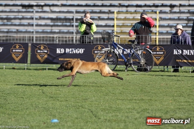 Zdjęcie w galerii na portalu naszraciborz.pl: Międzynarodowe Zawody Mondioringu dziś i jutro w Raciborzu  wiadomości z regionu
