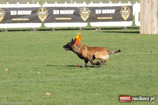 Zdjęcie w galerii na portalu naszraciborz.pl: Międzynarodowe Zawody Mondioringu dziś i jutro w Raciborzu  wiadomości z regionu