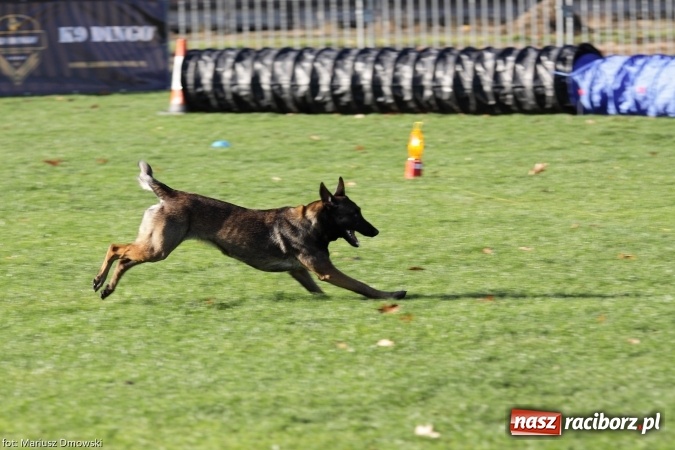 Zdjęcie w galerii na portalu naszraciborz.pl: Międzynarodowe Zawody Mondioringu dziś i jutro w Raciborzu  wiadomości z regionu