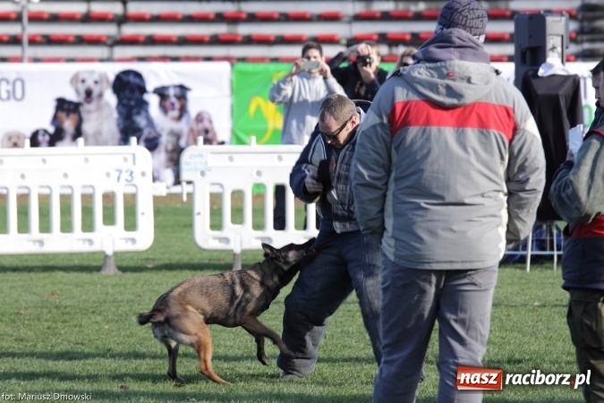 Zdjęcie w galerii na portalu naszraciborz.pl: Międzynarodowe Zawody Mondioringu dziś i jutro w Raciborzu  wiadomości z regionu