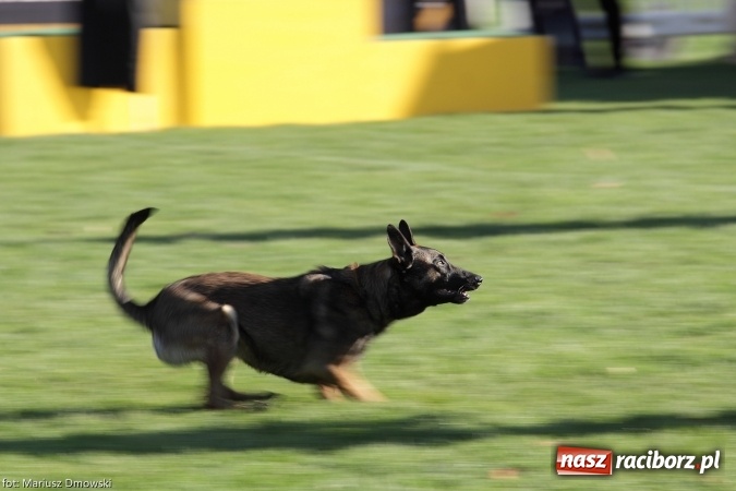 Zdjęcie w galerii na portalu naszraciborz.pl: Międzynarodowe Zawody Mondioringu dziś i jutro w Raciborzu  wiadomości z regionu