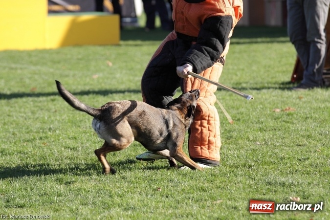 Zdjęcie w galerii na portalu naszraciborz.pl: Międzynarodowe Zawody Mondioringu dziś i jutro w Raciborzu  wiadomości z regionu
