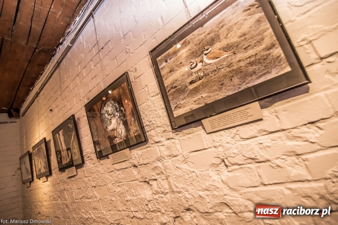 Zdjęcie w galerii na portalu naszraciborz.pl: Maratonem na wszystkie kontynenty wiadomości z regionu