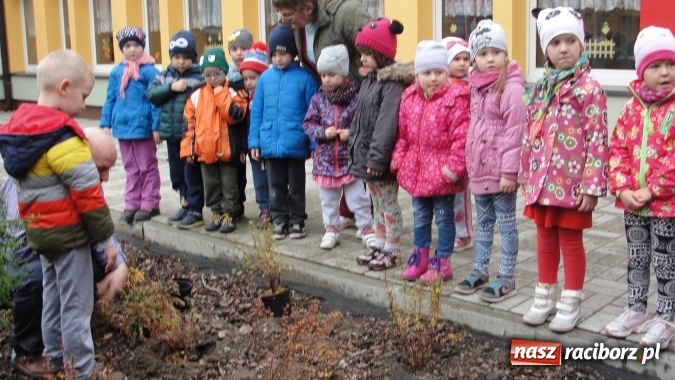 Zdjęcie w galerii na portalu naszraciborz.pl: W Przedszkolu nr 26 dzieci sadziły drzewka wiadomości z regionu