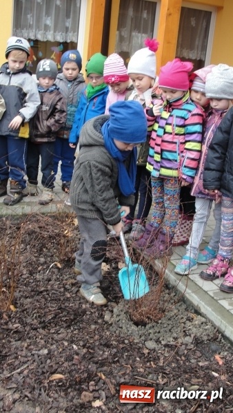 Zdjęcie w galerii na portalu naszraciborz.pl: W Przedszkolu nr 26 dzieci sadziły drzewka wiadomości z regionu