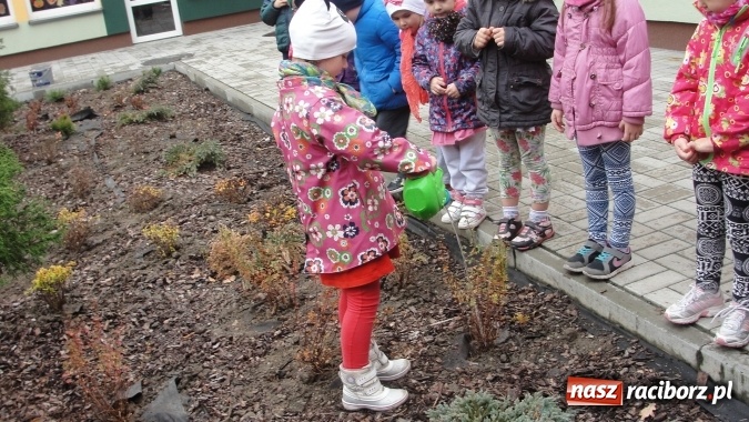 Zdjęcie w galerii na portalu naszraciborz.pl: W Przedszkolu nr 26 dzieci sadziły drzewka wiadomości z regionu