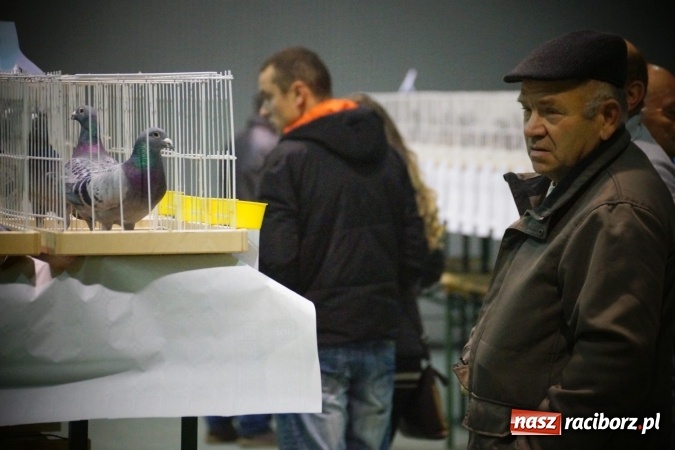 Zdjęcie w galerii na portalu naszraciborz.pl: Gołębie piękności na wystawie w Nędzy wiadomości z regionu