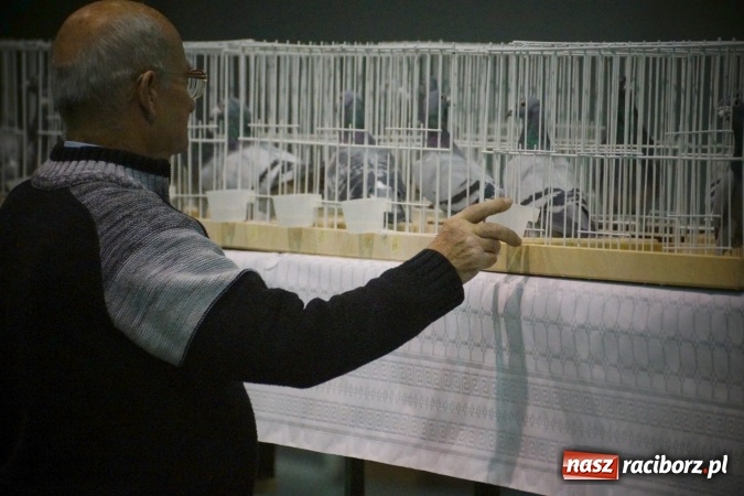 Zdjęcie w galerii na portalu naszraciborz.pl: Gołębie piękności na wystawie w Nędzy wiadomości z regionu