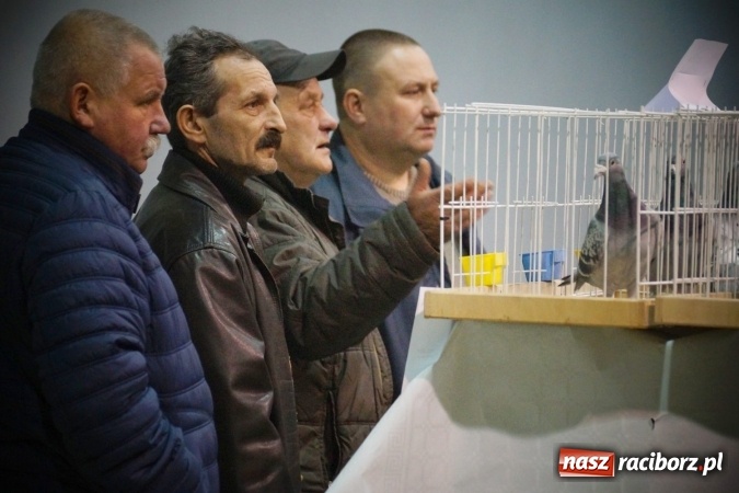 Zdjęcie w galerii na portalu naszraciborz.pl: Gołębie piękności na wystawie w Nędzy wiadomości z regionu