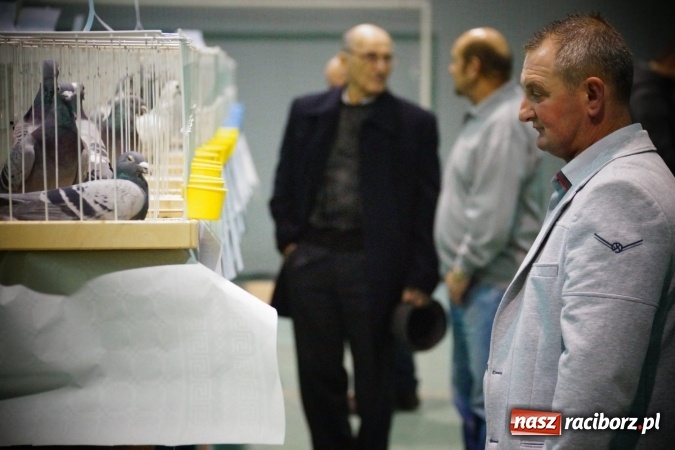 Zdjęcie w galerii na portalu naszraciborz.pl: Gołębie piękności na wystawie w Nędzy wiadomości z regionu