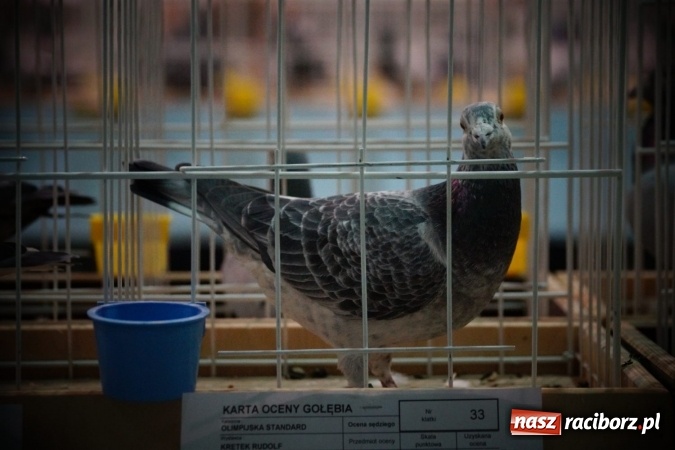 Zdjęcie w galerii na portalu naszraciborz.pl: Gołębie piękności na wystawie w Nędzy wiadomości z regionu