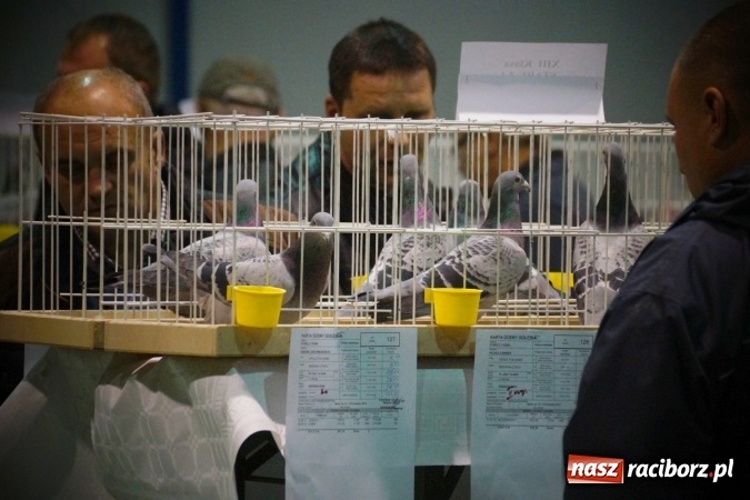 Zdjęcie w galerii na portalu naszraciborz.pl: Gołębie piękności na wystawie w Nędzy wiadomości z regionu