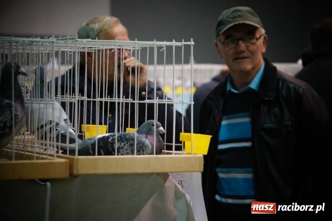 Zdjęcie w galerii na portalu naszraciborz.pl: Gołębie piękności na wystawie w Nędzy wiadomości z regionu