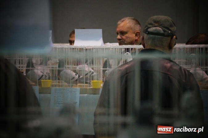 Zdjęcie w galerii na portalu naszraciborz.pl: Gołębie piękności na wystawie w Nędzy wiadomości z regionu