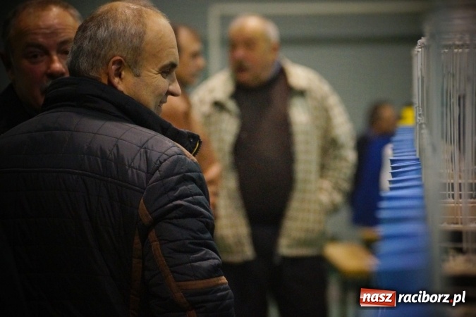 Zdjęcie w galerii na portalu naszraciborz.pl: Gołębie piękności na wystawie w Nędzy wiadomości z regionu