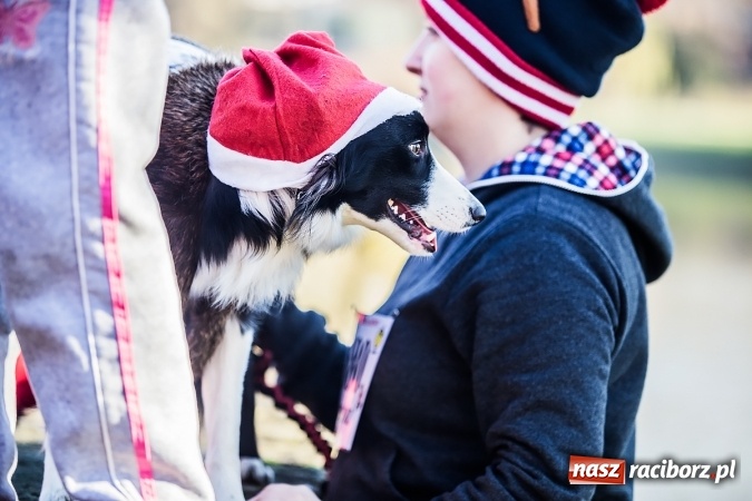 Zdjęcie w galerii na portalu naszraciborz.pl: Bieg Mikołajkowy i Nordic Walking w Parku Roth wiadomości z regionu