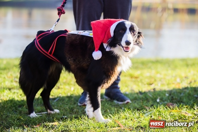 Zdjęcie w galerii na portalu naszraciborz.pl: Bieg Mikołajkowy i Nordic Walking w Parku Roth wiadomości z regionu