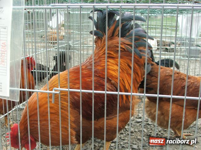 Zdjęcie w galerii na portalu naszraciborz.pl: Kura jak kłębek moheru wiadomości z regionu