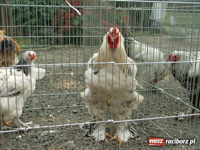 Zdjęcie w galerii na portalu naszraciborz.pl: Kura jak kłębek moheru wiadomości z regionu