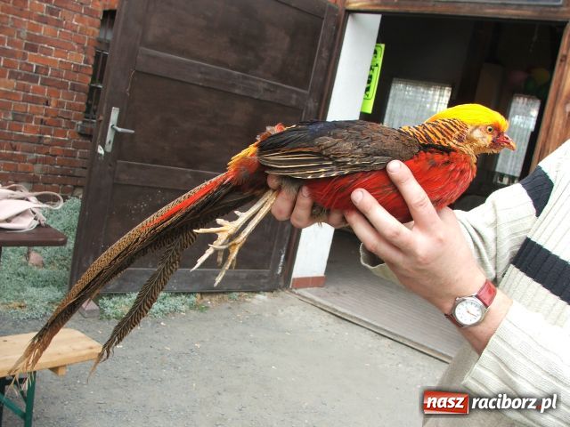 Zdjęcie w galerii na portalu naszraciborz.pl: Kura jak kłębek moheru wiadomości z regionu