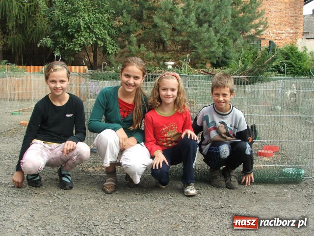 Zdjęcie w galerii na portalu naszraciborz.pl: Kura jak kłębek moheru wiadomości z regionu