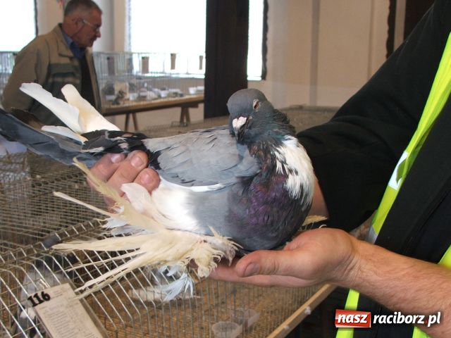 Zdjęcie w galerii na portalu naszraciborz.pl: Kura jak kłębek moheru wiadomości z regionu