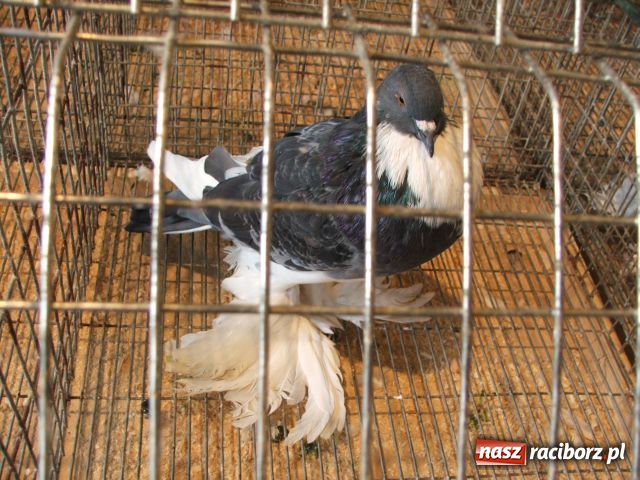 Zdjęcie w galerii na portalu naszraciborz.pl: Kura jak kłębek moheru wiadomości z regionu