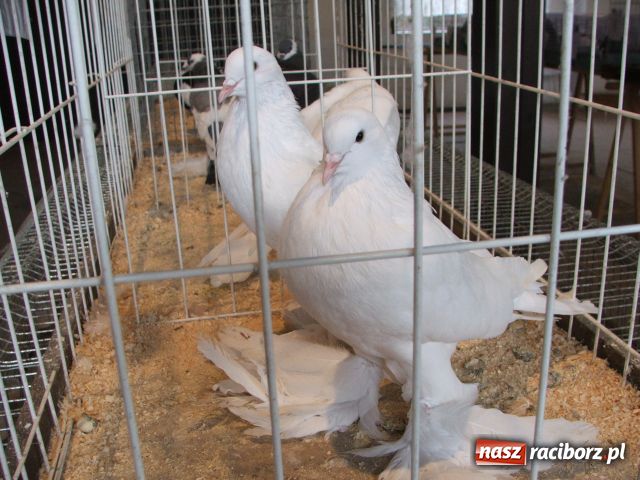 Zdjęcie w galerii na portalu naszraciborz.pl: Kura jak kłębek moheru wiadomości z regionu