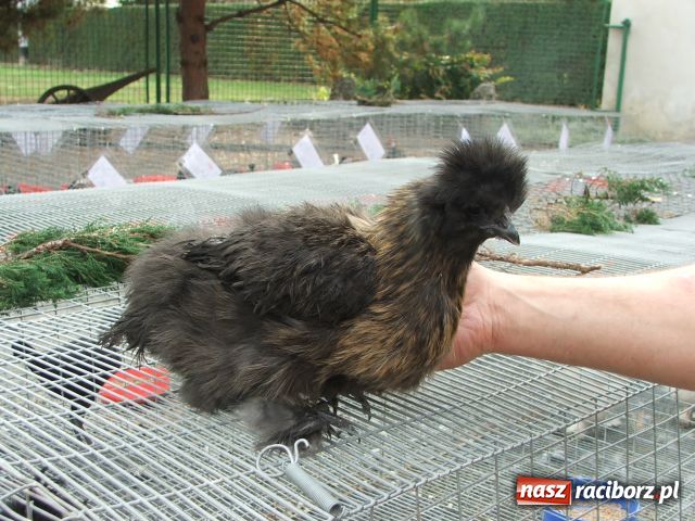 Zdjęcie w galerii na portalu naszraciborz.pl: Kura jak kłębek moheru wiadomości z regionu