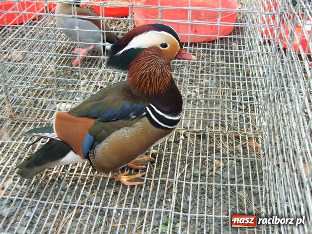 Zdjęcie w galerii na portalu naszraciborz.pl: Kura jak kłębek moheru wiadomości z regionu