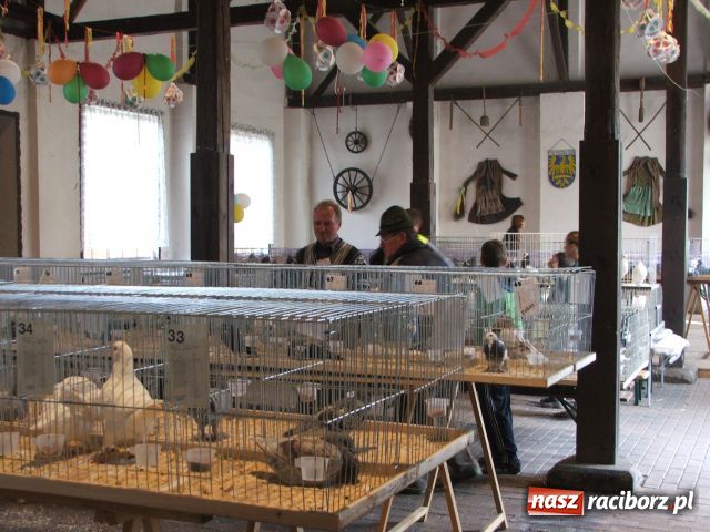 Zdjęcie w galerii na portalu naszraciborz.pl: Kura jak kłębek moheru wiadomości z regionu