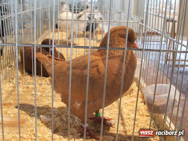 Zdjęcie w galerii na portalu naszraciborz.pl: Kura jak kłębek moheru wiadomości z regionu