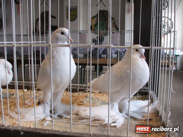 Zdjęcie w galerii na portalu naszraciborz.pl: Kura jak kłębek moheru wiadomości z regionu