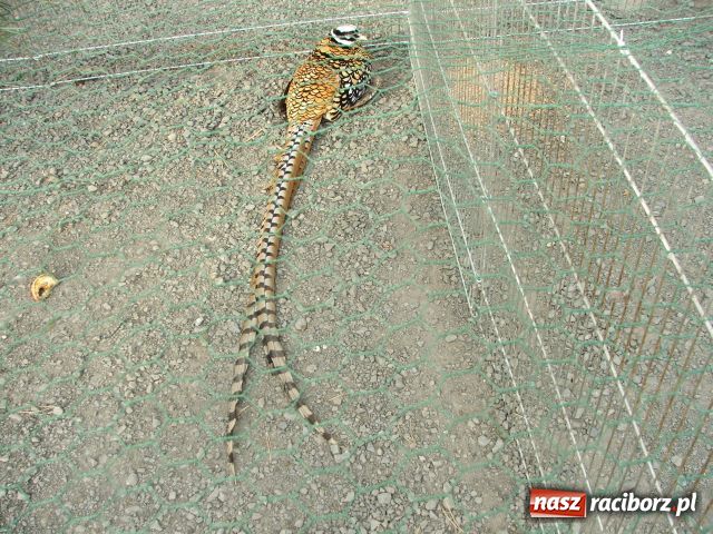 Zdjęcie w galerii na portalu naszraciborz.pl: Kura jak kłębek moheru wiadomości z regionu