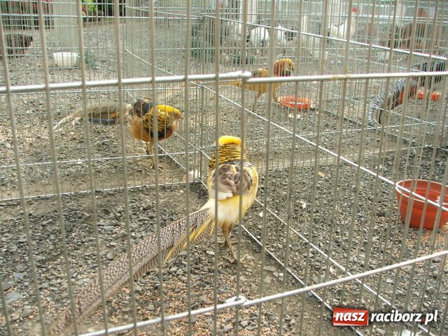 Zdjęcie w galerii na portalu naszraciborz.pl: Kura jak kłębek moheru wiadomości z regionu