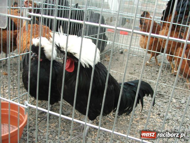 Zdjęcie w galerii na portalu naszraciborz.pl: Kura jak kłębek moheru wiadomości z regionu