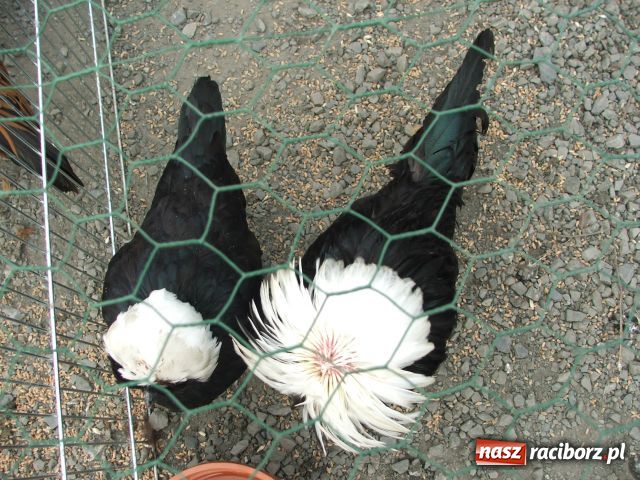 Zdjęcie w galerii na portalu naszraciborz.pl: Kura jak kłębek moheru wiadomości z regionu