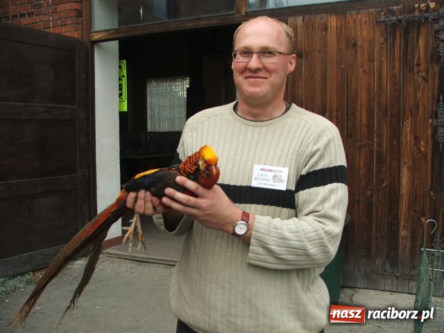 Zdjęcie w galerii na portalu naszraciborz.pl: Kura jak kłębek moheru wiadomości z regionu