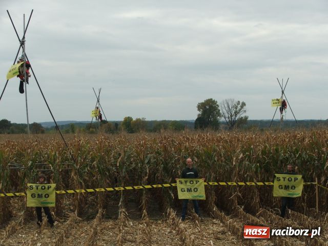Zdjęcie w galerii na portalu naszraciborz.pl: GREENPEACE blokuje pole w Lubomi wiadomości z regionu