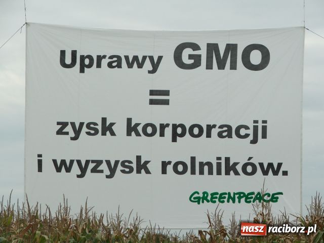 Zdjęcie w galerii na portalu naszraciborz.pl: GREENPEACE blokuje pole w Lubomi wiadomości z regionu