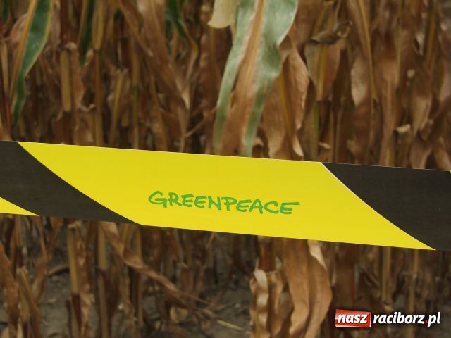 Zdjęcie w galerii na portalu naszraciborz.pl: GREENPEACE blokuje pole w Lubomi wiadomości z regionu